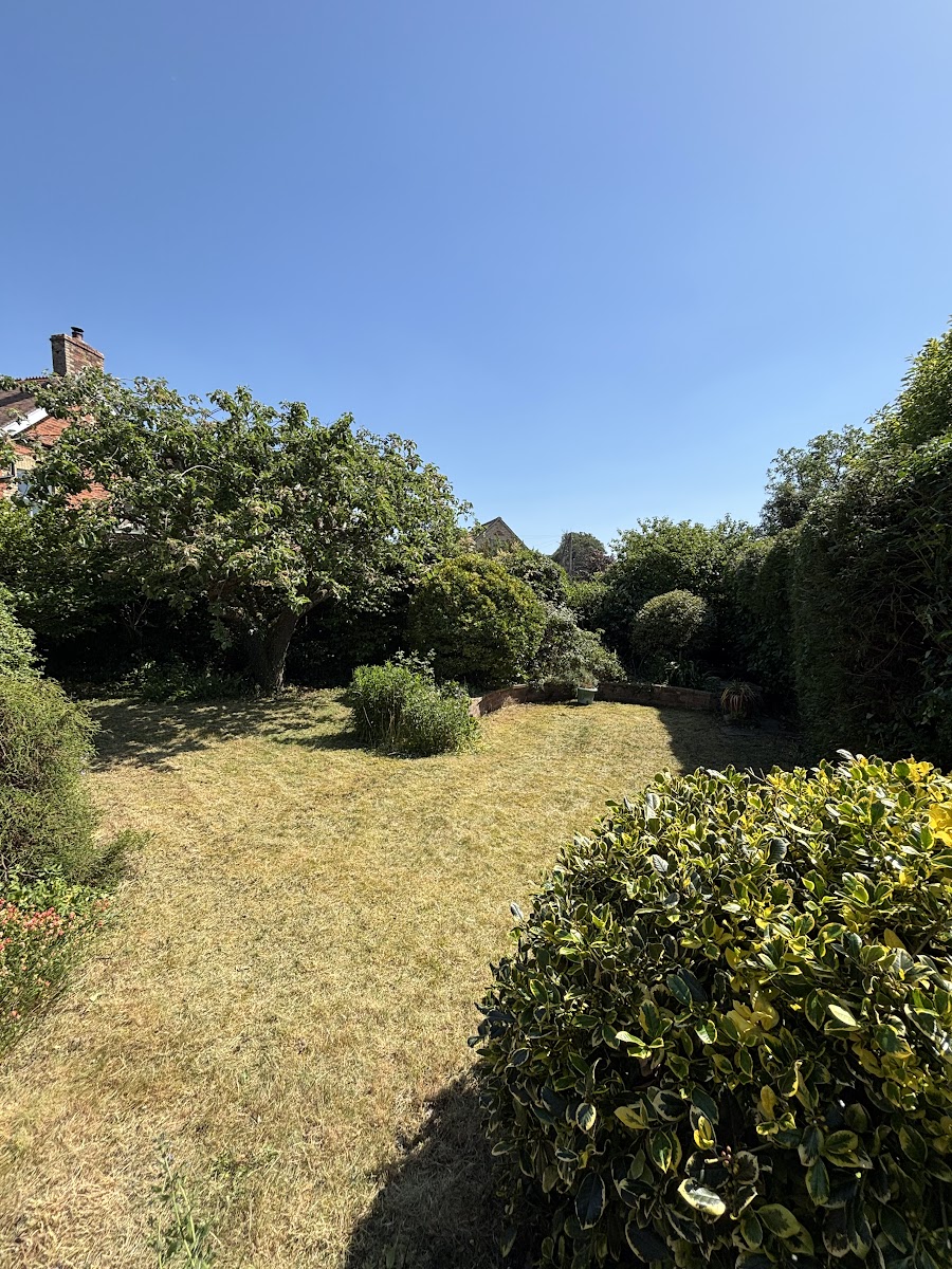 Sunny garden with trimmed shrubs and lawn