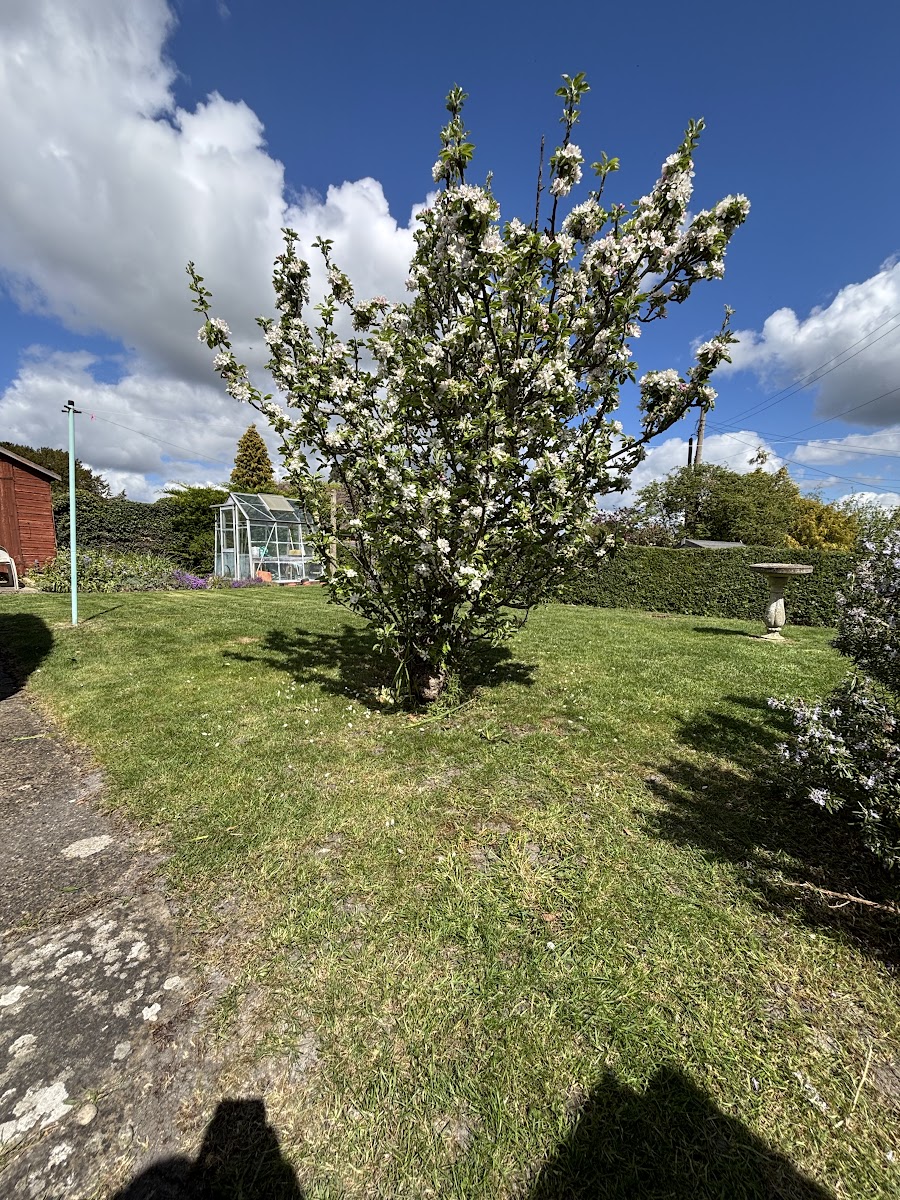 Lawn and apple tree after clearing