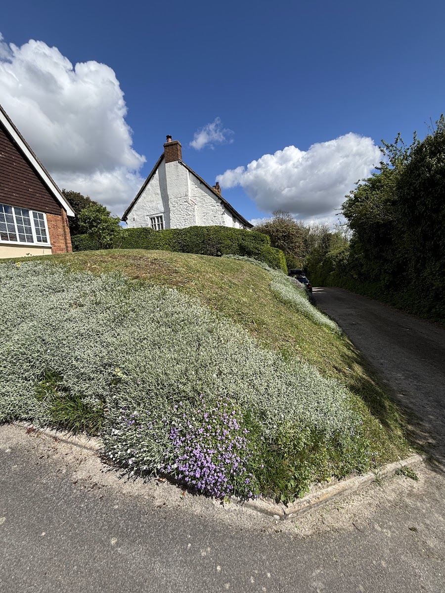 Trimmed hedge and tidy bank by a lane